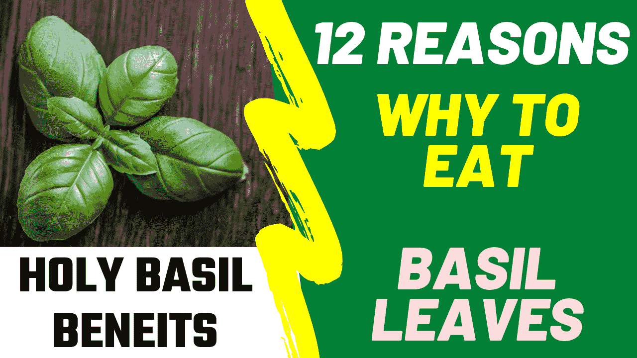 12 Amazing Benefits of Holy Basil - Benefits of Basil Featured Image