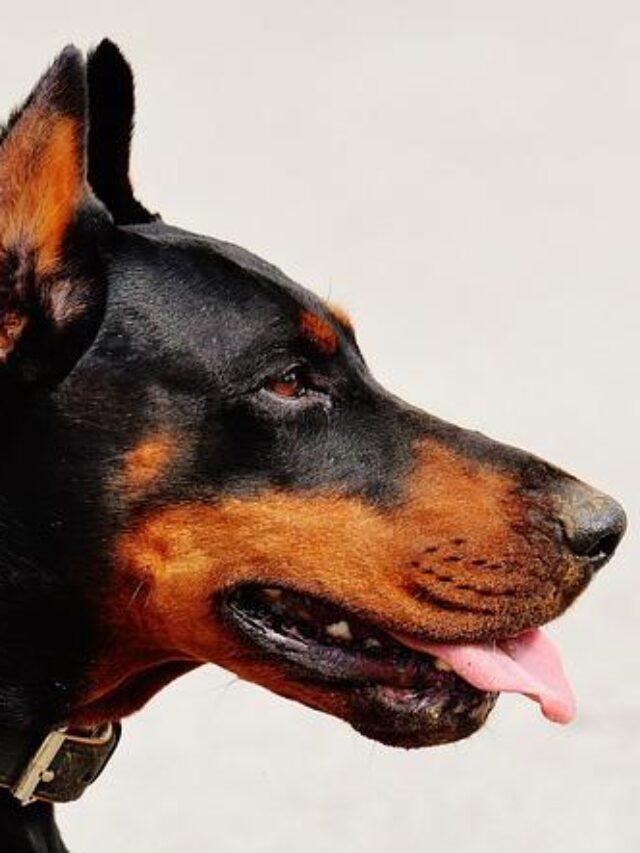 home remedies for constipation in dogs