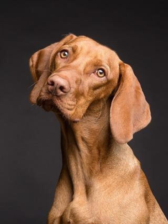 5 Natural Home Remedies for Constipation in Dogs