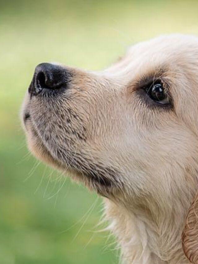 home remedies for constipation in dogs